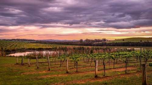 Dramatic sunrise over vineyard and dam - Australian Stock Image