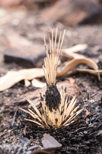 dried stalks push up from xanthorrhoea tree in aftermath of bushfire - Australian Stock Image