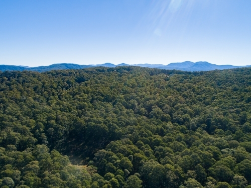 Drone image of treetops and distant hills - Australian Stock Image