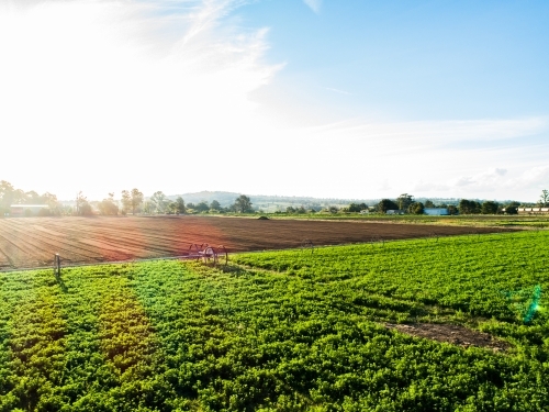 Drone photo of sun flare over farm paddock of lucerne crop - Australian Stock Image