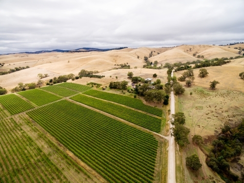 drone shot of grapevines and hills - Australian Stock Image