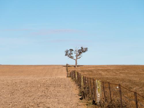 Dry brown ploughed paddock with fence and tree
