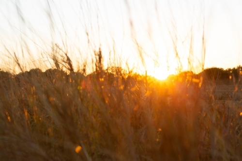 Dry grass lit by the setting sun - Australian Stock Image