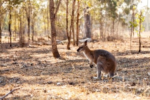 Dry paddock with wallaby resting in shade - Australian Stock Image