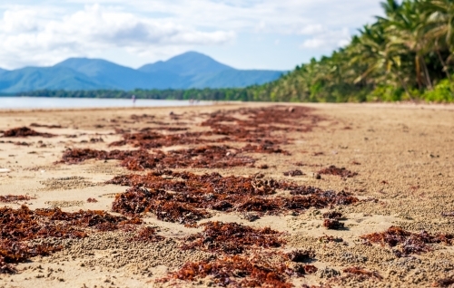 Dry seawead on a tropical beach - Australian Stock Image