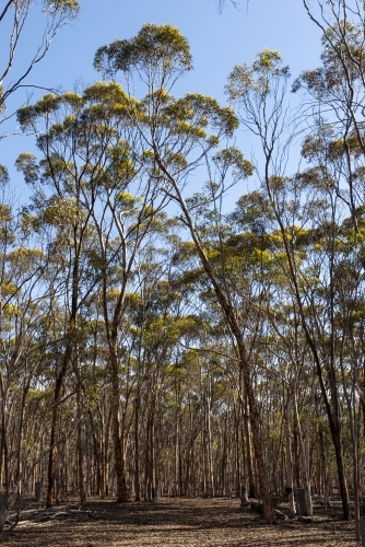 dryandra woodland scene with young slim Eucalyptus astringens trees in vertical frame - Australian Stock Image