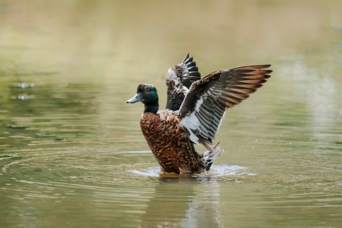 Duck flapping wings - Australian Stock Image