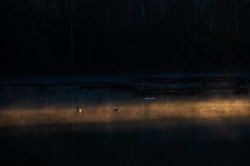 ducks in ray of early light swimming trhough misty water - Australian Stock Image