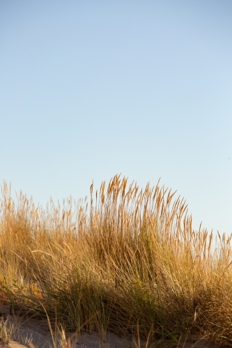 Dune grasses backed by sky - Australian Stock Image