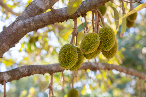 Durian fruit growing in an orchard - Australian Stock Image