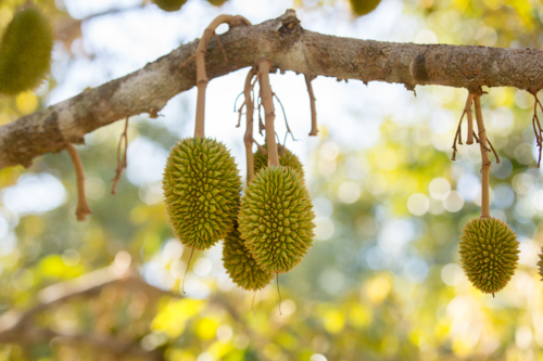 Durian fruit growing on the tree - Australian Stock Image