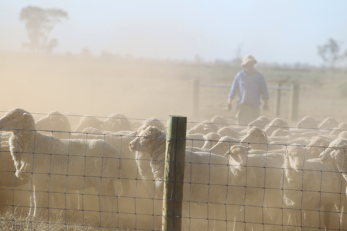 Dusty farm scene with sheep mob pressed against fence and farmer in the dust - Australian Stock Image