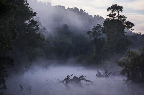 Early morning fog rises through the trees over the Mary River