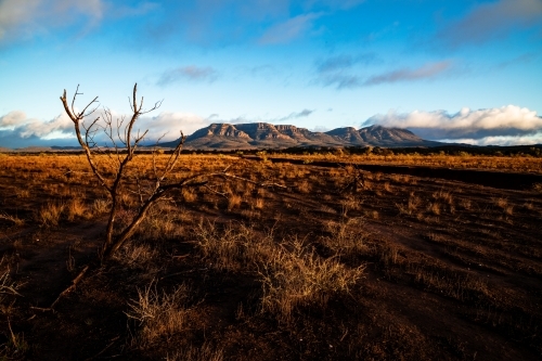 early morning light on plains with wilpena pound in background - Australian Stock Image