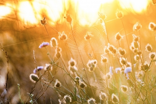 Early morning sun shining a spider web. - Australian Stock Image