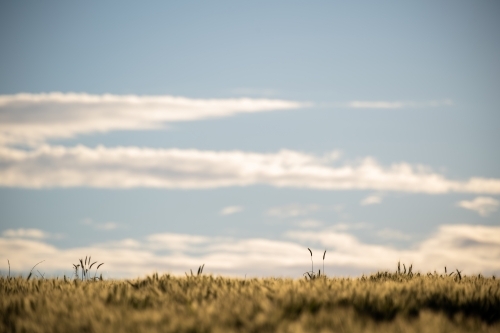 Ears of wheat stand out from crop and blue sky - Australian Stock Image