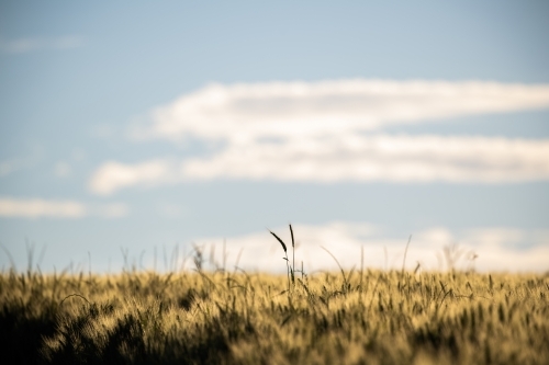 Ears of wheat stand out from crop and sky - Australian Stock Image