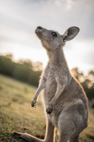 Eastern Grey Kangaroo close up - Australian Stock Image