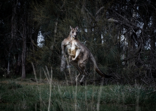 Eastern Grey Kangaroo Hopping Through the Bush - Australian Stock Image