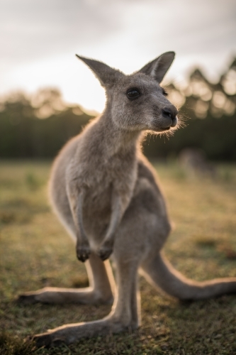 East Urban Home 'Eastern Gray Kangaroo Mother with Joey, Australia' Photographic Print Format: Black Framed, Size: 24 H x 36 W