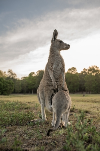 Eastern Grey Kangaroos close up - Australian Stock Image