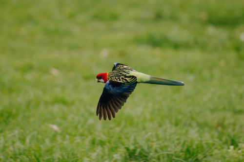 Eastern rosella flying across the grassland. - Australian Stock Image