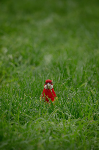 Eastern rosella standing in the middle of the grassy field. - Australian Stock Image