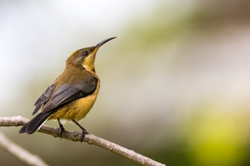 Eastern Spinebill bird perched on branch - Australian Stock Image
