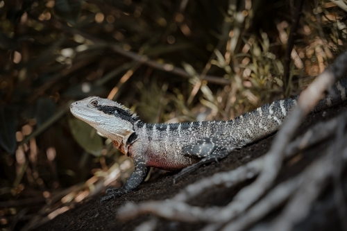 Eastern Water Dragon on a rock seen while walking the Spit to Manly Walk. - Australian Stock Image