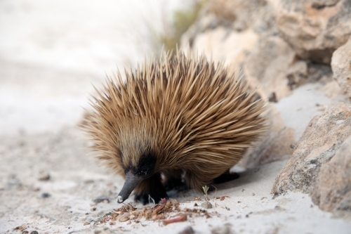 Echidna on rocks - Australian Stock Image