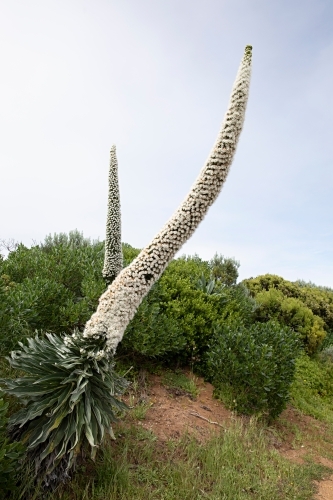 Echium Simplex flowering in Robe South Australia - Australian Stock Image