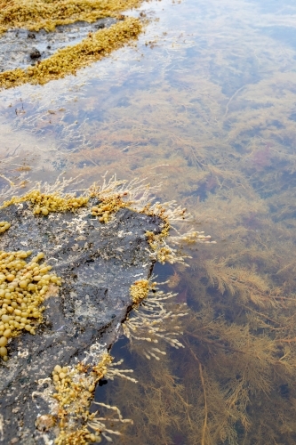edge to full rockpool - Australian Stock Image