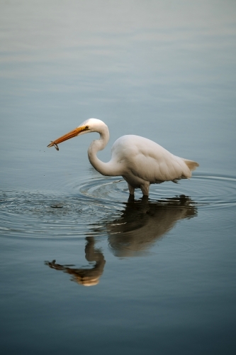 Egret with fish in beak wading through water - Australian Stock Image
