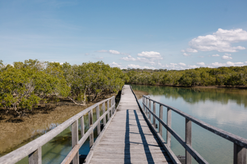 Elevated boardwalk over mangroves - Australian Stock Image