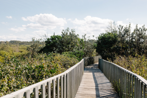 Elevated wood boardwalk over low foliage - Australian Stock Image