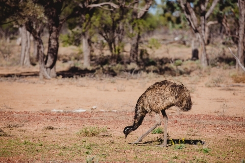 Emu eating in nature - Australian Stock Image