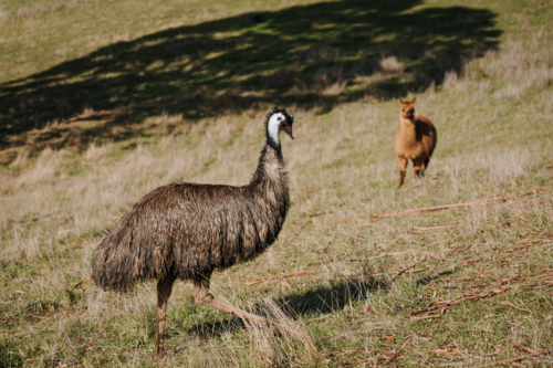 Emu grazing on the grassy field with alpaca standing on a slope - Australian Stock Image