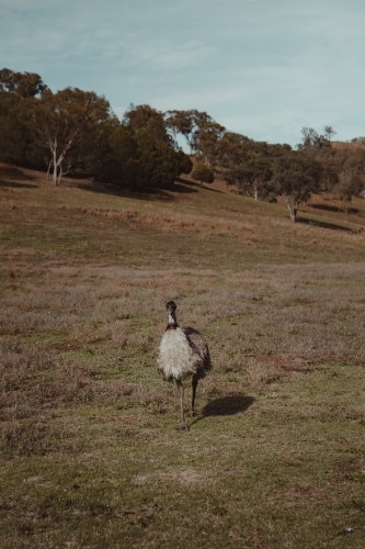 Emu on a rural property on Brungle Road - Australian Stock Image