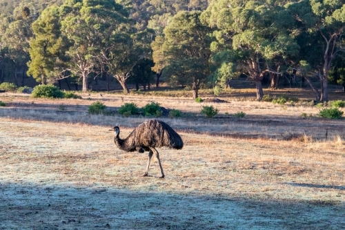 Emu roaming in field - Australian Stock Image