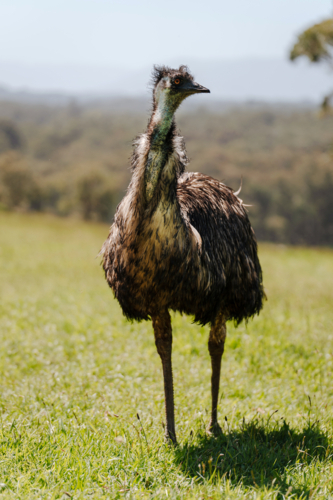 Emu standing on a grassy field under the sun. - Australian Stock Image