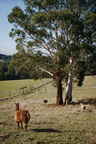 Emus and Alpacas grazing the grassland on a sunny day. - Australian Stock Image