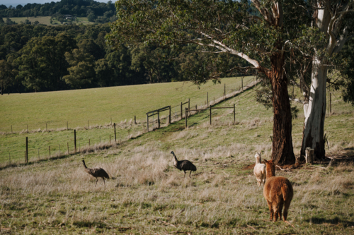 Emus and Alpacas grazing the grassland on a sunny day. - Australian Stock Image