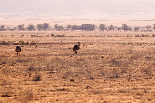 Emus and sheep in a dry arid paddock, Flinders Ranges - Australian Stock Image