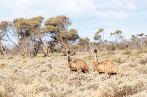 emus in arid landscape - Australian Stock Image