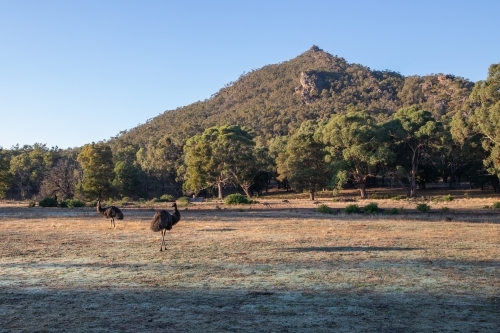 emus roaming with hill in background - Australian Stock Image