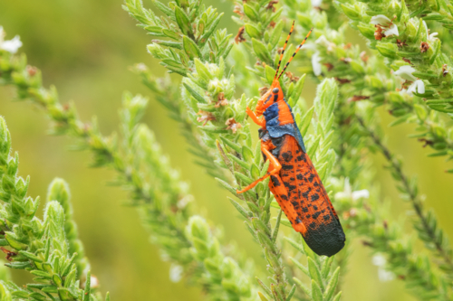 Endemic Leichardt Grasshopper in Kakadu National Park - Australian Stock Image