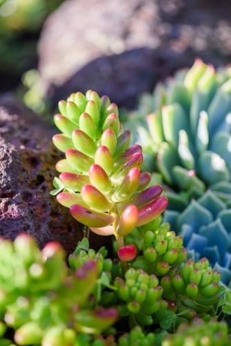 Energetic and succulent plant - Australian Stock Image