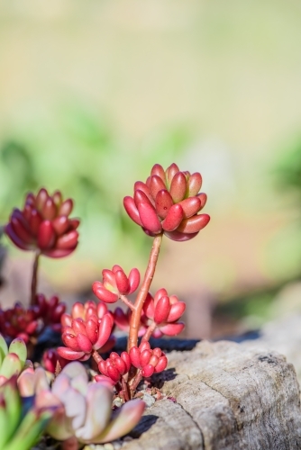 Energetic and succulent plant - Australian Stock Image