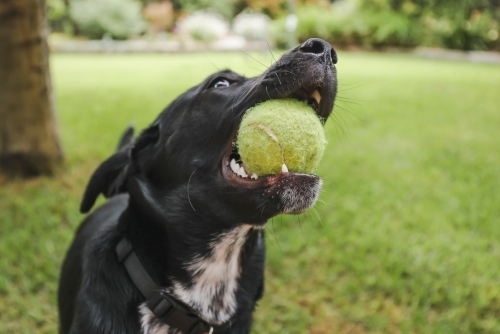 Energetic black Kelpie x Labrador mixed breed dog playing outdoors in backyard with tennis ball - Australian Stock Image