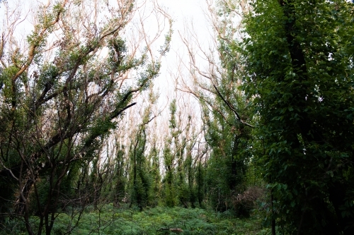 Epicormic growth on trees post fires - Australian Stock Image